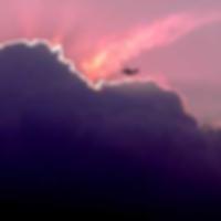 中興新村石斛蘭